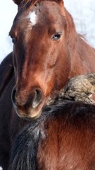 Cat Takes a Nap Atop Horse