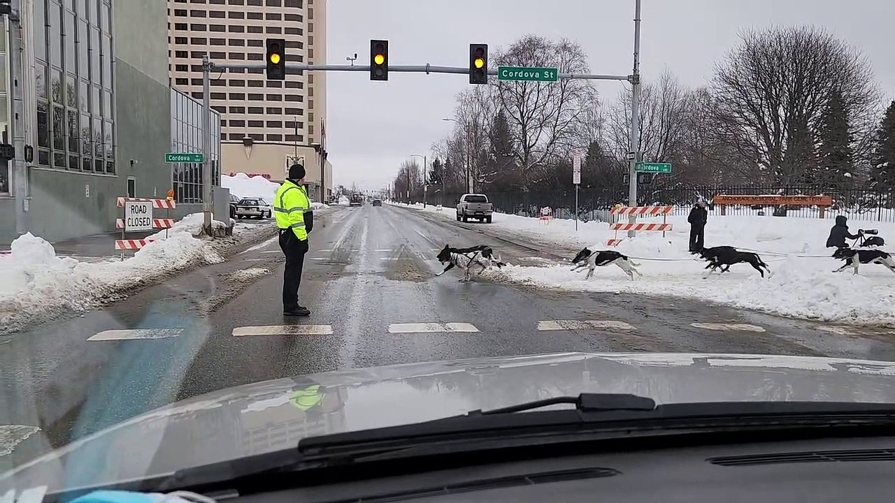 Traffic Stopped for Dog Sledding Race