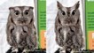 Owl transforms into ‘camouflage mode’ at Cincinnati Zoo
