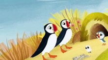 Puffin Rock Puffin Rock S01 E001 –  Puffin Practice