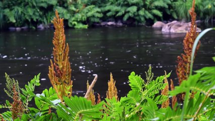 My Colony of 10'000 Ants ESCAPED!!!