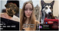 Extranjera descarga Tinder en Perú y se sorprende al encontrar perfiles con fotos de perros