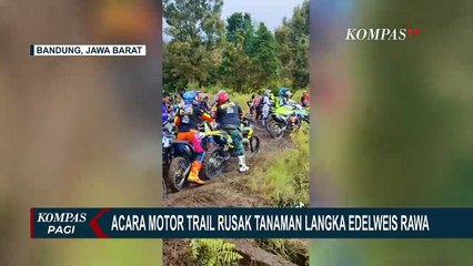 Luapan Amarah Mang Uprit Usai Tanaman Langka Edelweis Rawa Miliknya Dirusak Pengendara Motor Trail