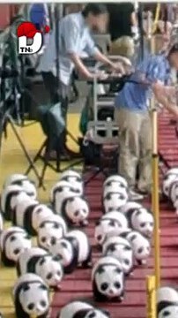 Osos Pandas Fueron captados por Google Maps Earth.