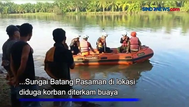 Warga Pasaman Barat Hilang, Diduga Diterkam Buaya saat Wudhu di Sungai