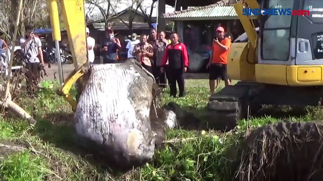 Bikin Heboh, Bangkai Ikan Paus Sepanjang 10 Meter Terdampar di Pantai Munggu Bali