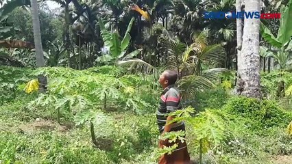 Sejumlah Pohon Kelapa Unik Berjajar di Mandailing Natal, Begini Penampakannya