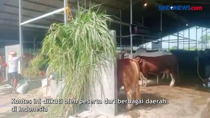 Meriah, Lomba Kontes Sapi di Karawang Diikuti Ratusan Peserta