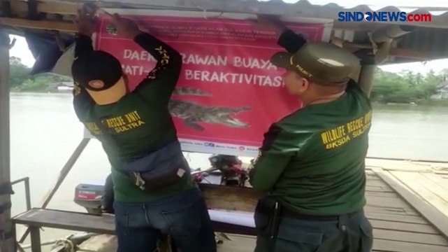 Kemunculan Buaya Raksasa di Sungai Hebohkan Warga Konawe