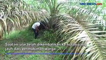 Ular Piton Jumbo Pemangsa 3 Ekor Kambing Ditangkap Warga di Jambi