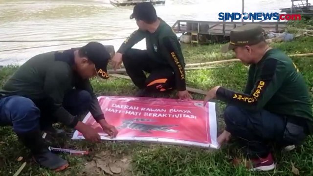 Penampakan Buaya Muara Raksasa yang Muncul di Sungai Konaweha Konawe
