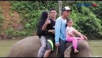 Serunya Wisata Memandikan Gajah Jinak di Sungai Aceh Jaya