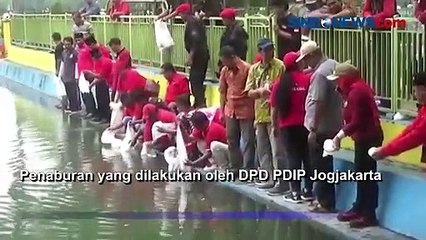 Perayaan HUT Megawati dan PDIP di Jogjakarta Dimeriahkan dengan Tabur Bibit Ikan