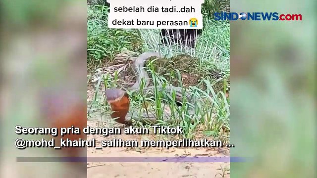 Penemuan Ular King Kobra di Kebun, Dikira Batang Kayu