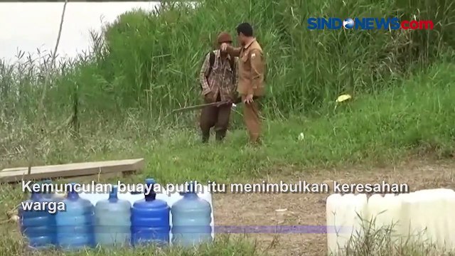 Geger! Warga Taman Rajo Jambi Dikejutkan Penampakan Buaya Putih