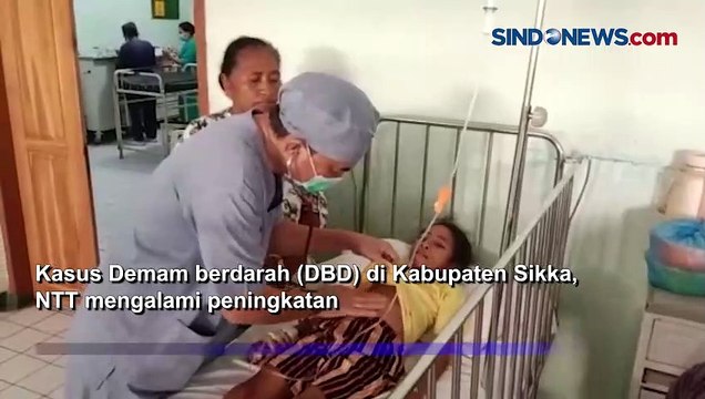 Kasus Demam Berdarah Meningkat di Sikka, Warga Diminta Waspada