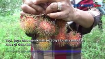 Wisata Kampung Rambutan, Petik Buah Sepuasnya di Nganjuk