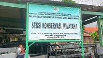 BKSDA Serang Terima Hewan Primata Langka Owa Jawa dari Warga, Begini Penampakannya