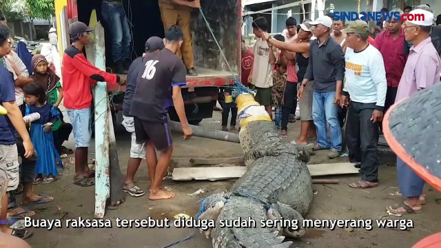 Diduga Mangsa 3 Warga, BKSDA Sumbar Evakuasi Buaya Raksasa di Pasaman