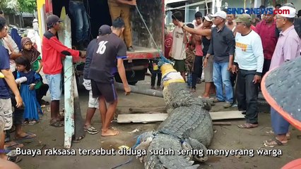Diduga Mangsa 3 Warga, BKSDA Sumbar Evakuasi Buaya Raksasa di Pasaman