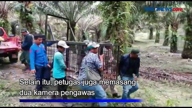 Dua Ekor Sapi Milik Warga di Riau Dimakan Harimau Sumatera
