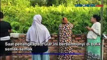 Ular Piton Lima Meter Ditangkap Warga di Pekanbaru
