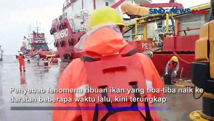 Terungkap Penyebab Fenomena Ribuan Ikan Lompat ke Dermaga Marunda