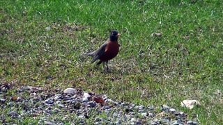 Robin in back yard