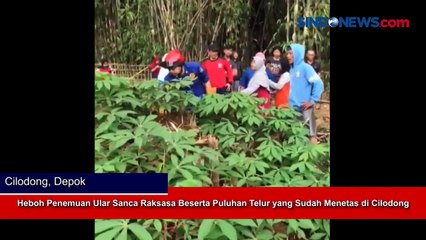 Heboh Penemuan Ular Sanca Raksasa Beserta Puluhan Telur yang Sudah Menetas di Cilodong