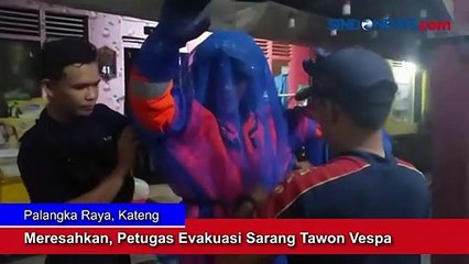 Download Video: Meresahkan, Petugas Evakuasi Sarang Tawon di Palangka Raya