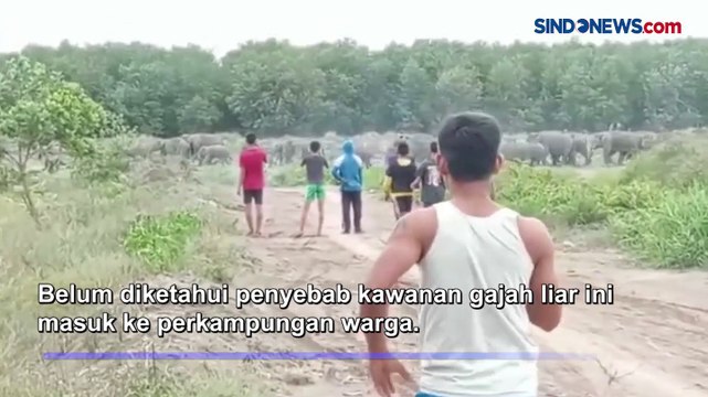 Momen Gajah Liar Masuk Pemukiman Warga di Ogan Ilir