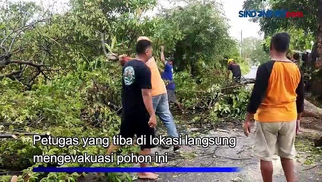 Diterjang Angin Kencang, Pohon Tumbang Timpa Motor di Banyuwangi
