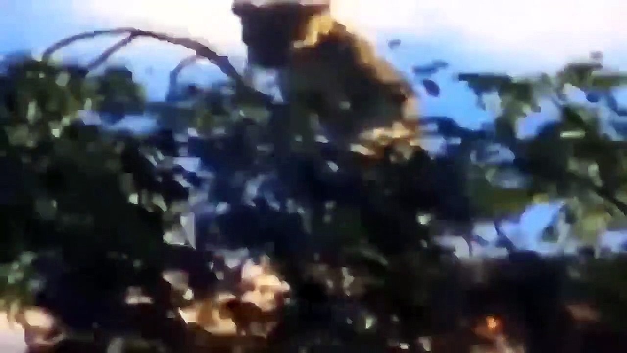 ああ、神様！ヒョウ狩り インパラ► お腹を空かせたヒョウと冷血野犬の獲物をめぐる熾烈な戦い