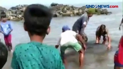 Terdampar di Pantai Galesong, Lumba-Lumba Dievakuasi Warga ke Tengah Laut