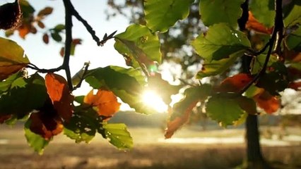 Beautiful Nature Shot Captured with Sony Camera 🌳✨