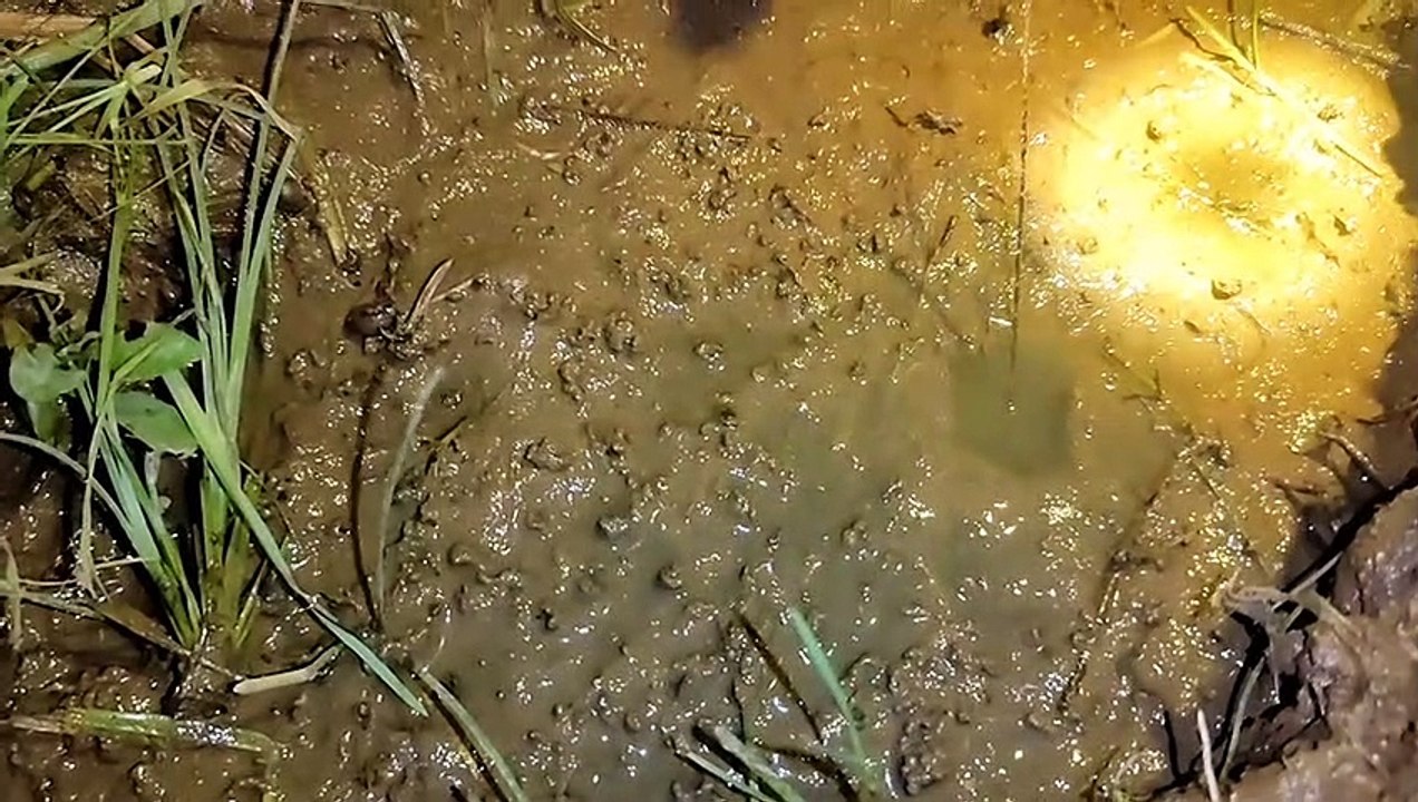 EEL FISHING 