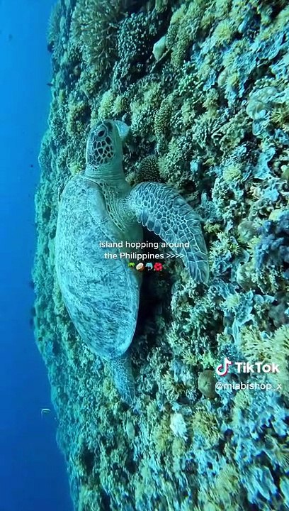 Island Hopping Philipines | Tropical Island