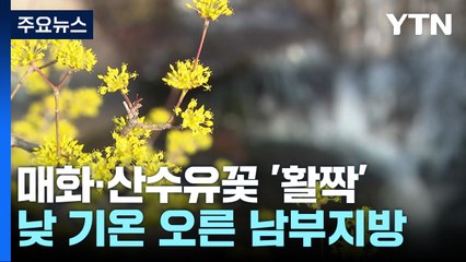 남녘은 초여름 날씨...매화·산수유꽃 만개 / YTN