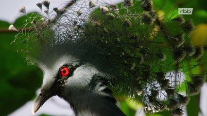 Wildes Südostasien: Im Reich der Orang-Utans (1/2) | Doku HD