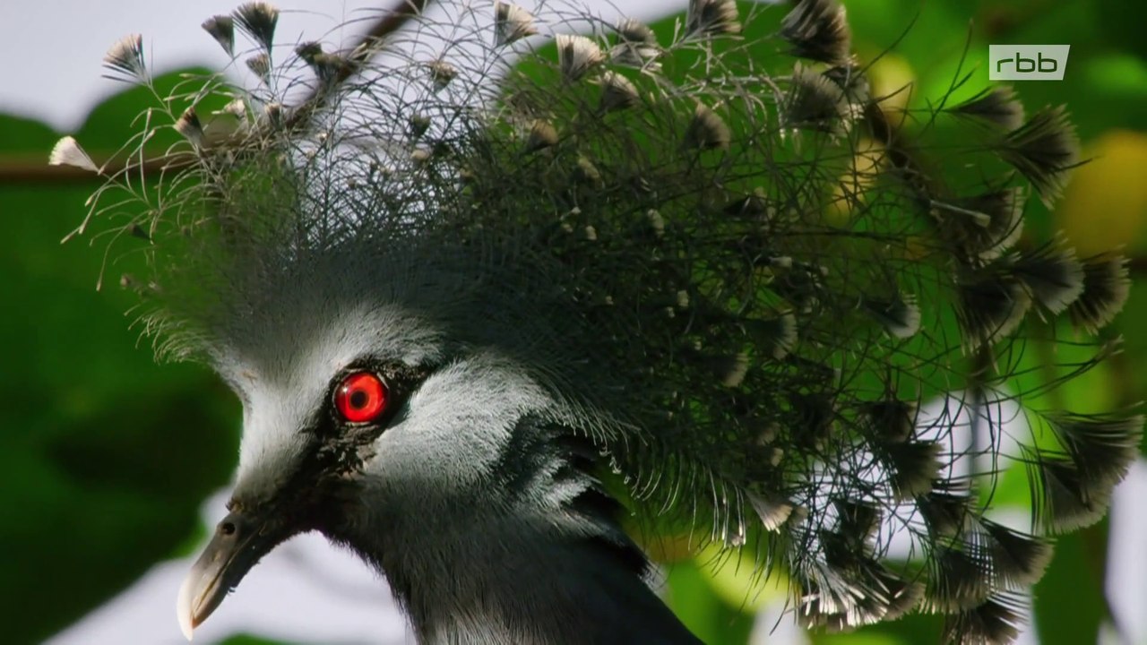 Wildes Südostasien: Im Reich der Orang-Utans (1/2) | Doku HD