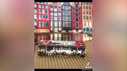 Woman spent £3.5k and travelled 7,000 miles to spread her hamster's ashes - in Hawaii