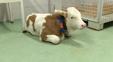 Serotipi' şap hastalığı ciddi ekonomik kayba yol açabilir'