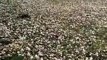 Hail rains on farmers' wishes: Rabi crops destroyed