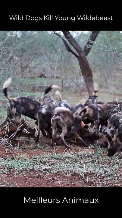 Wild Dogs Kill Young Wildebeest #short #animals #hunting #eating