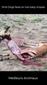 Wild Dogs feed on live baby impala #short #animals #hunting #eating
