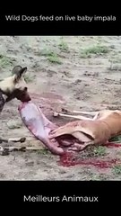 Wild Dogs feed on live baby impala #short #animals #hunting #eating