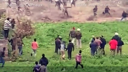 When The Wild Nature Lacks Food, Animals Often Come Closer To The Place Where People Live