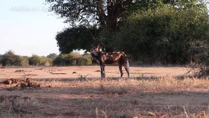 Injured Elephant Became A Meal for Cruel Animals