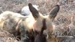 Wild Dog Eating Impala Head #short #animals #hunting #eating