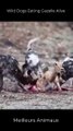 Wild Dogs Eating Gazelle Alive #short #animals #hunting #eating